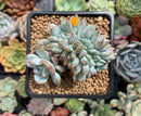 Echeveria 'Hosikage' Crested 3" Succulent Plant