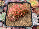 Echeveria Agavoides 'Elkhorn' Crested 4" Succulent Plant