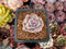 Echeveria 'Pink Punky' Variegated 1" Succulent Plant