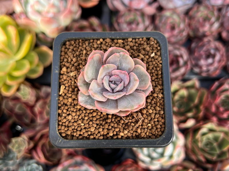 pink succulent plants for sale Echeveria 'Pink Punky' Variegated 1" Succulent Plant