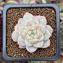 Echeveria 'Lovepoem' 1" New Hybrid Succulent Plant
