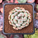 Echeveria 'Viyant' 2" Succulent Plant