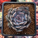 Echeveria 'Strictiflora' 2" Succulent Plant