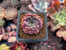 Echeveria sp. 1" Succulent Plant