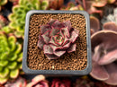 Echeveria 'Longissima' 1" Small Succulent Plant