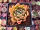Echeveria Agavoides 'Timo' 2" Succulent Plant