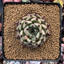 Echeveria Agavoides 'Black Cat' 3" Succulent Plant