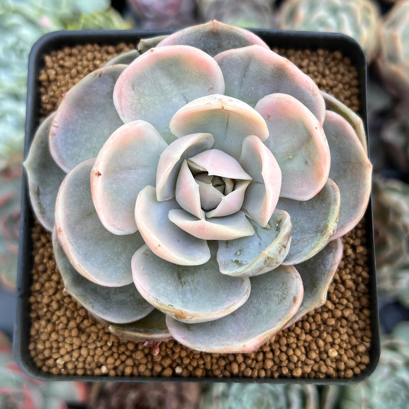 succulent surprise Echeveria 'Blue Surprise' Variegated 3
