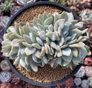 Echeveria 'Exotic’ Crested Cluster 5" Succulent Plant