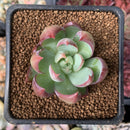 Echeveria 'Casio' 1" Succulent Plant