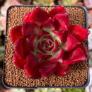 Echeveria Agavoides 'Hongsi' 3" Succulent Plant