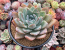 Echeveria 'Irene' 5" Powdery Succulent Plant