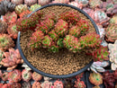 Sedeveria 'Letiza' Crested Cluster 4"-5" Succulent Plant