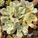 Echeveria 'Japan Moon River' Variegated 4"-5" Cluster Succulent Plant