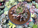 Echeveria 'Baekya' Cluster 4" Succulent Plant