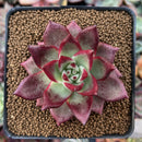 Echeveria Agavoides 'Jessie' 2"-3" Succulent Plant