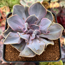 Echeveria 'Valkyrie' 3" Succulent Plant