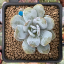 Echeveria 'Laui' 1" Powdery Succulent Plant