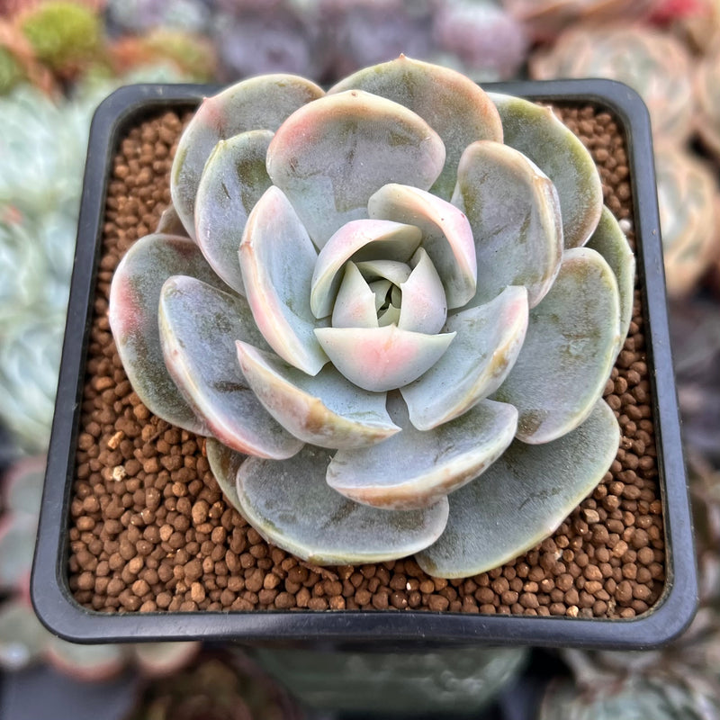 blue surprise succulent Echeveria 'Blue Surprise' Variegated 2" Succulent Plant – True Succulents  Plant Co