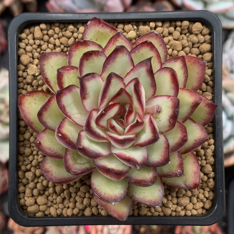 succulent plants in spanish Echeveria 'Mexican Pulidonis' 3" Succulent Plant – True Succulents Plant Co