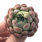 Echeveria Sp. Small 1”-2” Rare Succulent Plant