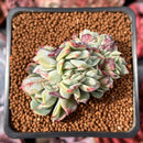 Echeveria 'Pisaro' Crested 2" Succulent Plant