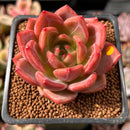 Echeveria 'Sharman' 2" Succulent Plant