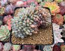 Echeveria 'Orange Monroe' Crested 4" Succulent Plant