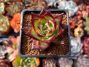 Echeveria Agavoides 'Montena' 2" Succulent Plant