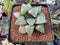 Haworthia 'Spring Water' 3" Succulent Plant