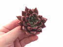 Echeveria Agavoides Sarabony 2” Rare Succulent Plant