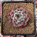 Echeveria 'Morikone' 1"-2" Succulent Plant