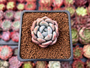 Echeveria 'Monroe Queen' 1" Succulent Plant
