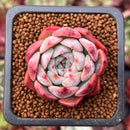 Echeveria 'Keralean' 1" Succulent Plant