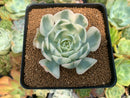 Echeveria 'Compton Carousel' 2"-3" Succulent Plant
