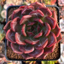 Echeveria 'Sharman' 3" Succulent Plant