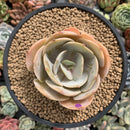 Echeveria 'Slimeball' 3" Succulent Plant