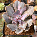Echeveria 'Valkyrie' 2"-3" Succulent Plant