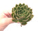 Echeveria Agavoides 'Walshire' 4” Rare Succulent Plant