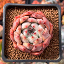 Echeveria 'Colorata' Hybrid 2" Succulent Plant