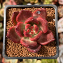 Echeveria Agavoides 'Amestro' 2" Succulent Plant