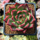 Echeveria Agavoides 'Red Lense' 2" Succulent Plant