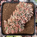 Echeveria 'Luella' Crested 2"-3" Succulent Plant