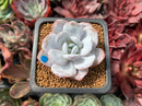Echeveria 'Laui' 1" Powdery Succulent Plant