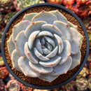 Echeveria 'Laui' x 'Lindsayna' 4" Powdery Succulent Plant