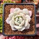 Echeveria 'Greenday' 2" Powdery Succulent Plant