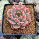 Echeveria 'Sharman' 2" Succulent Plant