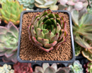 Echeveria Agavoides 'Sarabony' 2" Succulent Plant