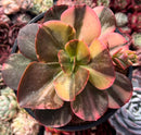 Echeveria 'Primadonna' Variegated 4" Succulent Plant