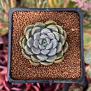 Echeveria sp. 1" Succulent Plant